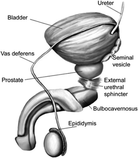 File:Male Masturbation with Ejaculation Video.webm .